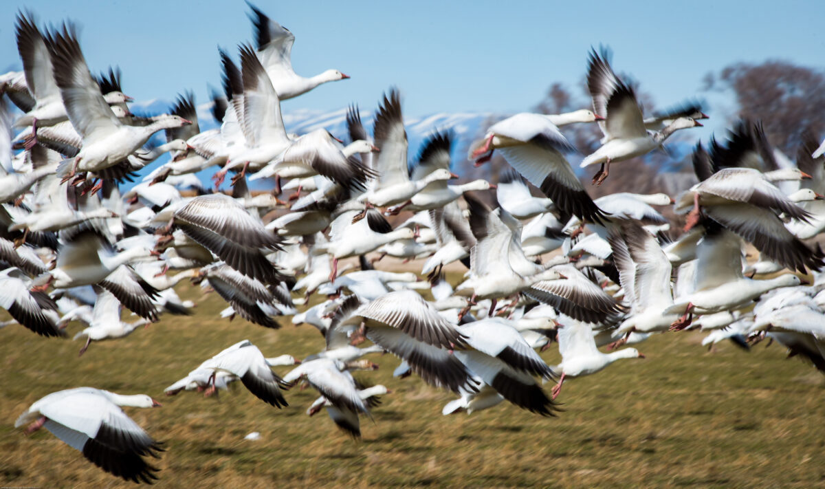 See thousands of geese migrating through Utah during annual Delta Snow